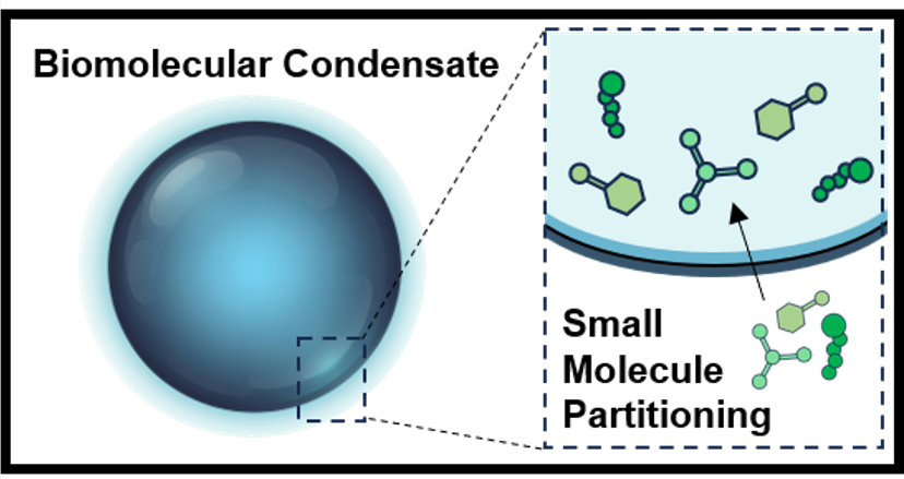 Diagram of a biomolecular condensate, with a close-up of small molecules partitioning into it